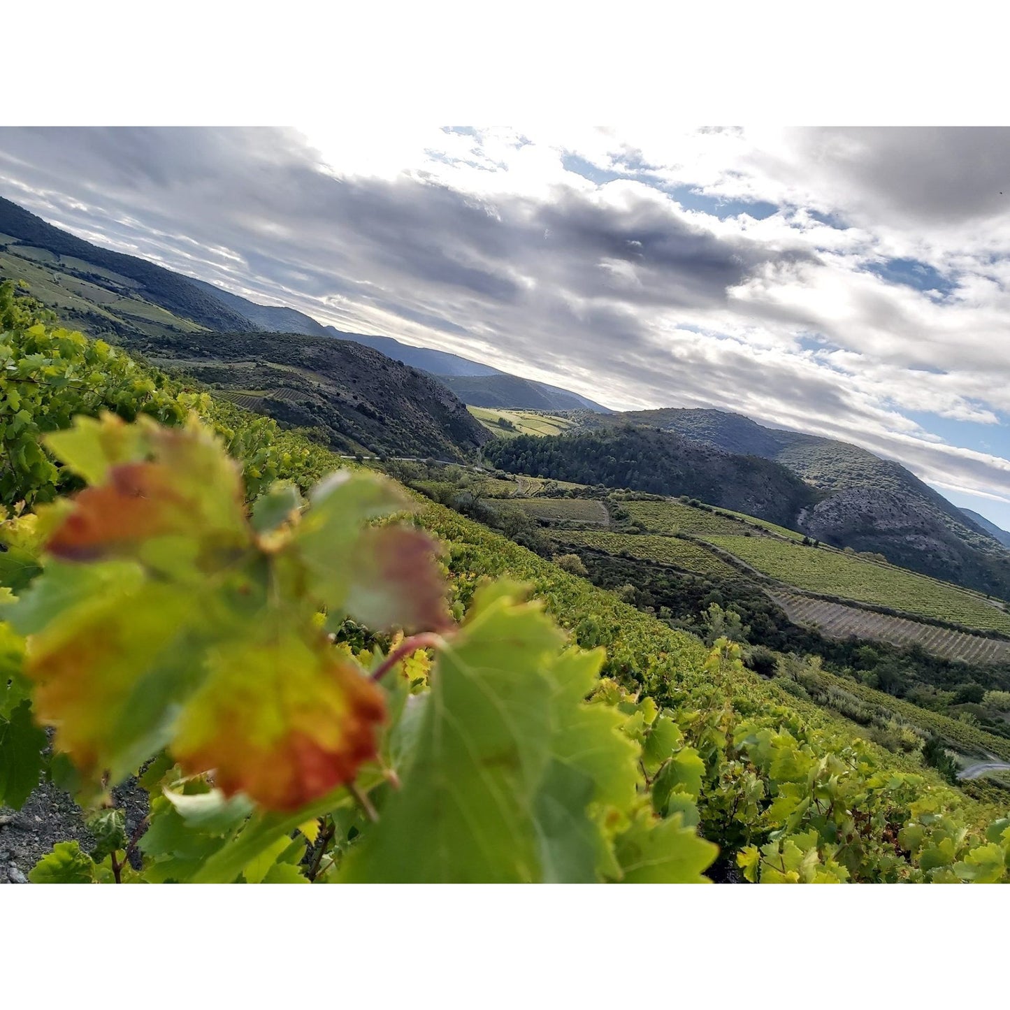 Domaine Lerys Gracious 2023 AOP Corbieres
Organic and Vegan White Wine