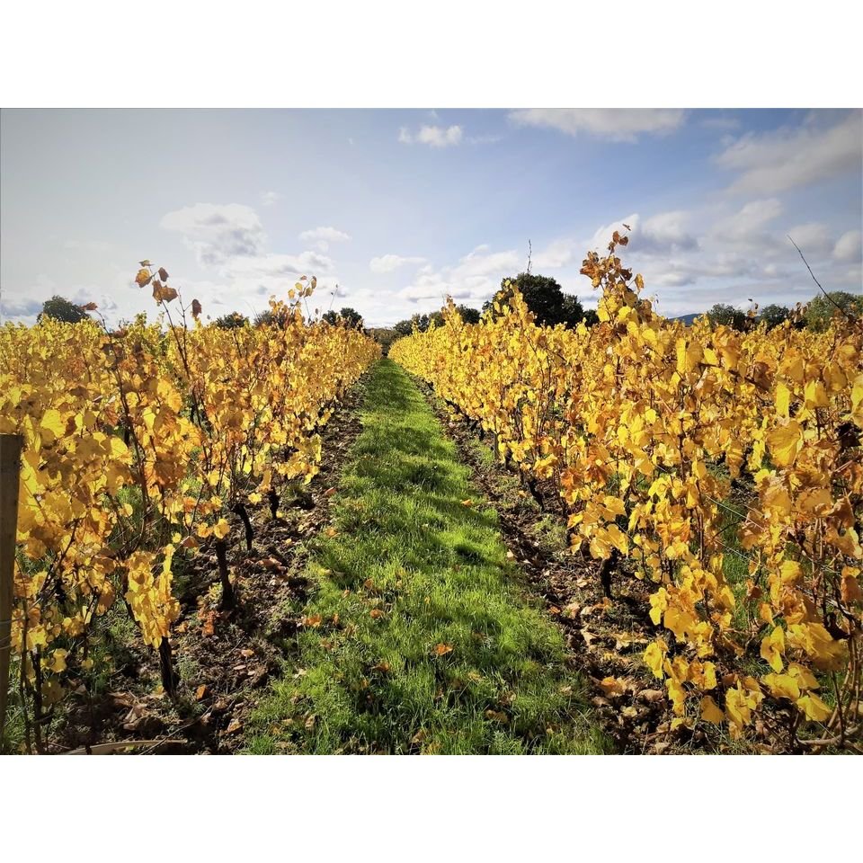 Beaujolais blanc, Domaine Bertrand - www.absoluteorganicwine.com